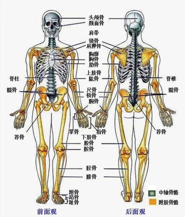大腿部解剖手绘图